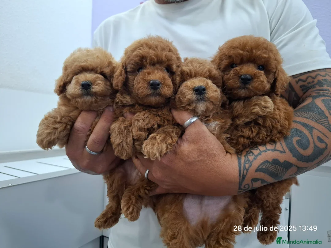 Caniche Toy perros en venta: Cachorros de caniche  - Imagen 2