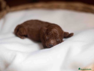 Caniche Toy perros Caniche toy rojo intenso - Anuncio 1