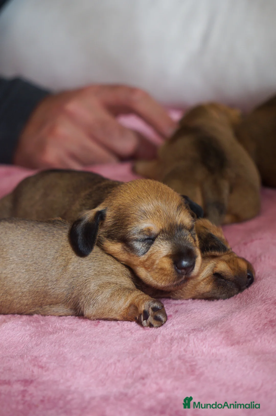 Imagen de galería {{count}}