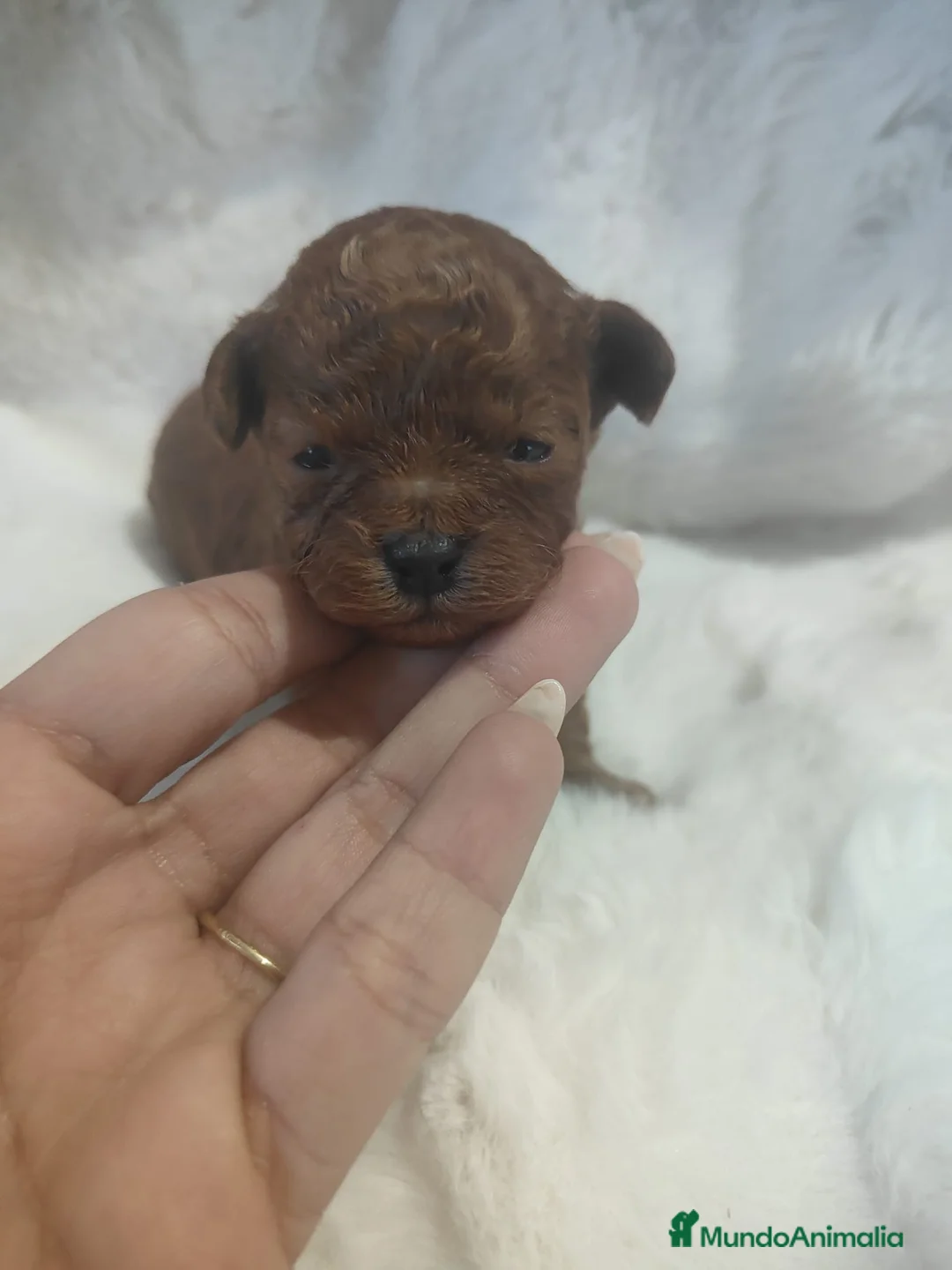 Caniche Toy perros en venta: Hembra asiática roja - Anuncio 2