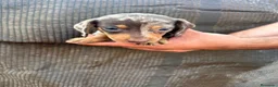Teckel Miniatura perros en venta: Teckel Kaninchen - Anuncio 2