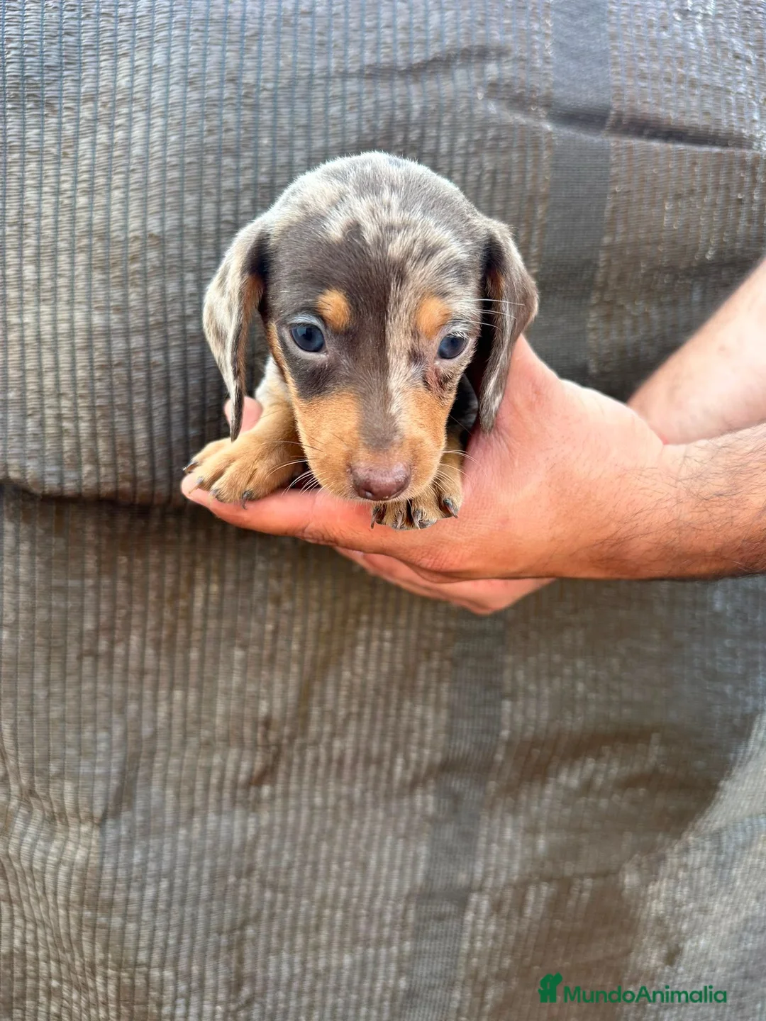 Teckel Miniatura perros en venta: Teckel Kaninchen - Anuncio 2
