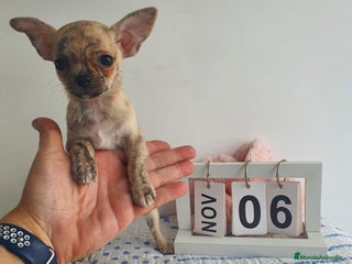 Chihuahua perros - Anuncio 1