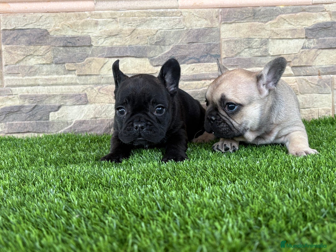 Bulldog Francés perros en venta: Cachorros de bulldog  - Anuncio 9