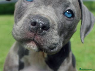 American Staffordshire-Terrier perros CENTRO PROFESIONAL DE CRIA AMERICAN STAFFORD BLUE en Sevilla - Anuncio 9