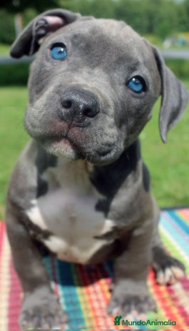 American Staffordshire-Terrier perros en Sevilla - Anuncio 1