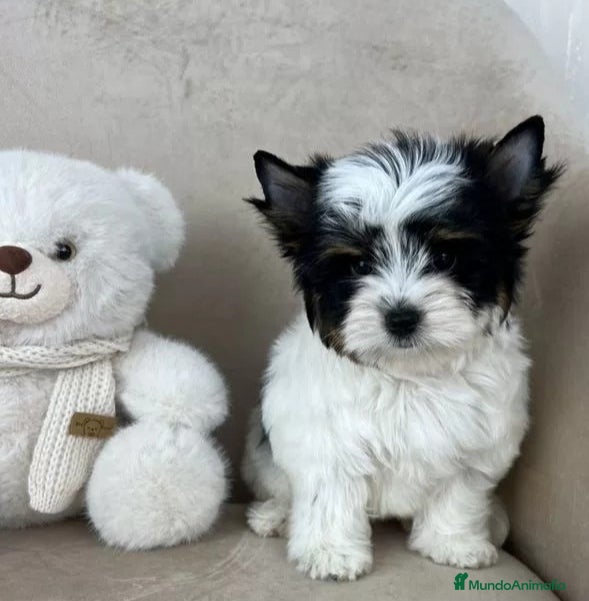 Biewer Yorkshire Terrier a la Pom Pon perros en venta: Cachorros Yorkshire Biewer - Anuncio 1