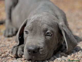 Cane Corso perros - Anuncio 12