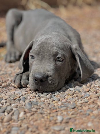 Cane Corso perros - Anuncio 11