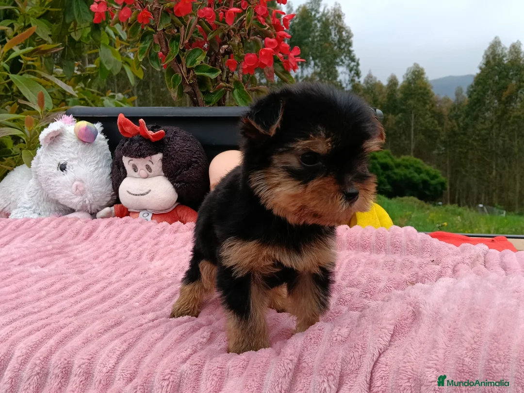 Yorkshire Terrier perros en venta: Yorkshire hembra - Anuncio 2