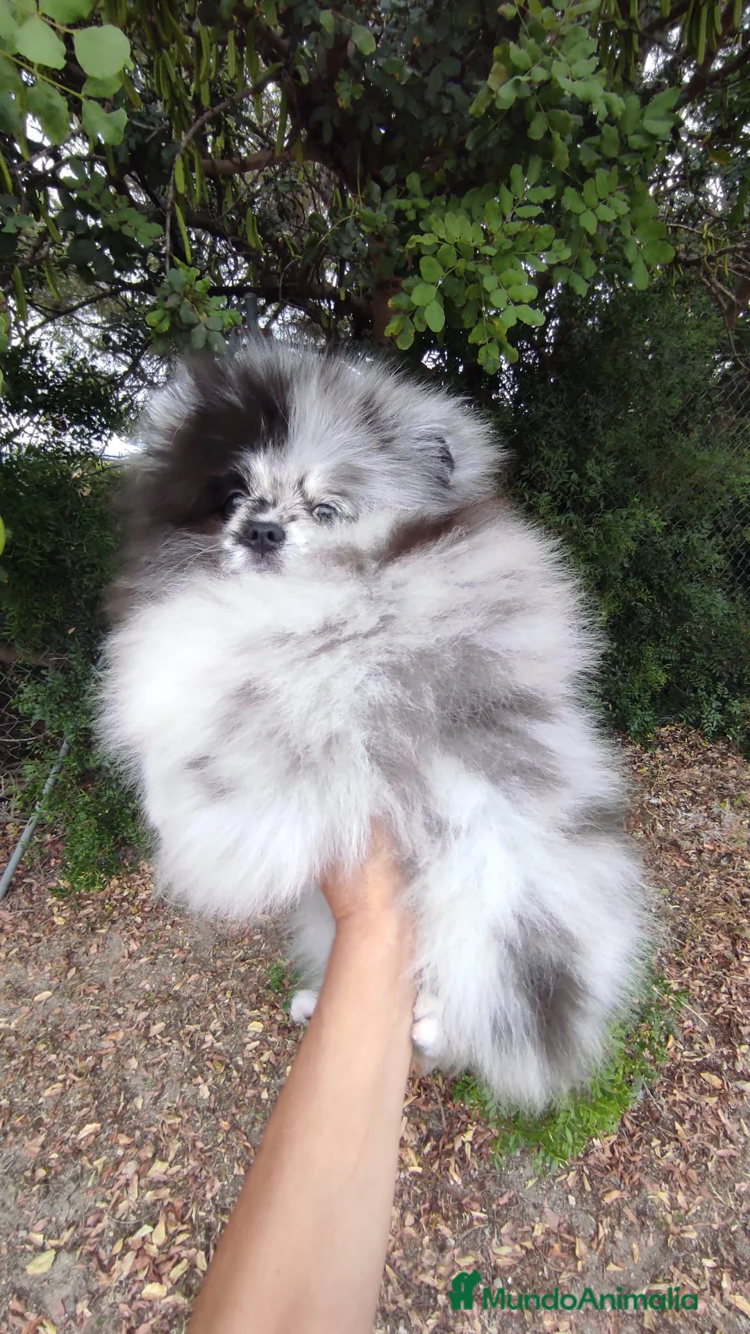Pomerania perros en venta: Pomerania TOY Merle único y de mucha calidad  - Anuncio 1
