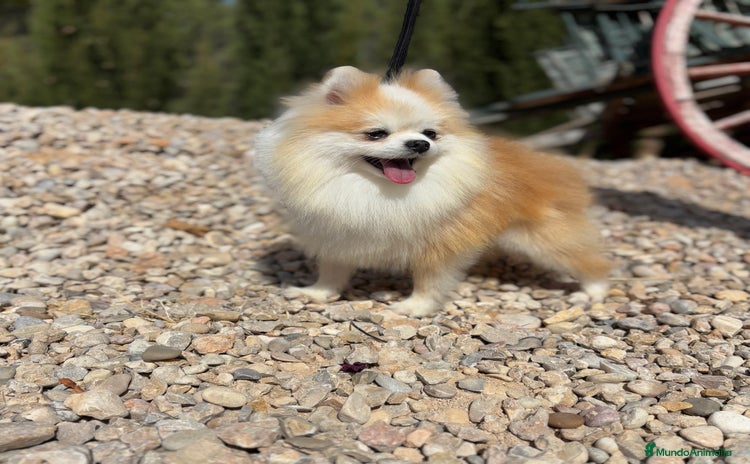 Pomchi perros Pomchi de colres muy bonitos !!! - Anuncio 1