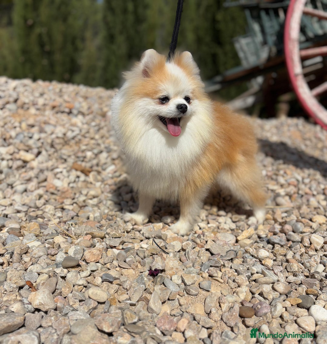 Pomchi perros en venta: Pomchi de colres muy bonitos !!! - Anuncio 1
