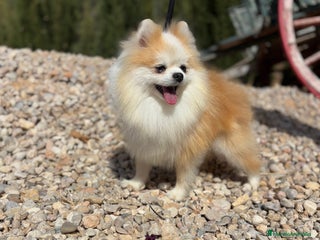Pomchi perros Pomchi de colres muy bonitos !!! - Anuncio 1