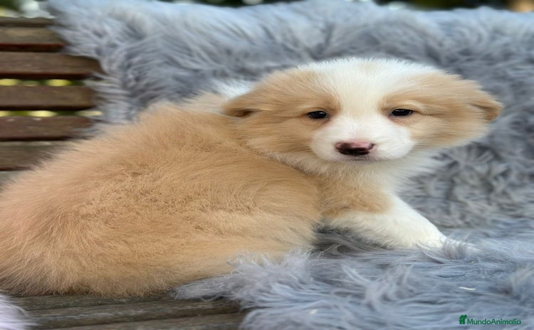 Border Collie perros Border collie - Anuncio 3