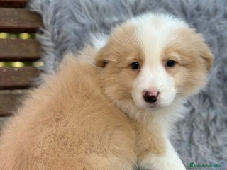 Border Collie perros Border collie - Anuncio 1