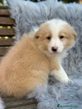 Border Collie perros Border collie - Anuncio 1