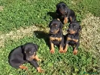 Dobermann perros Preciosa camada de Doberman negro fuego - Anuncio 4