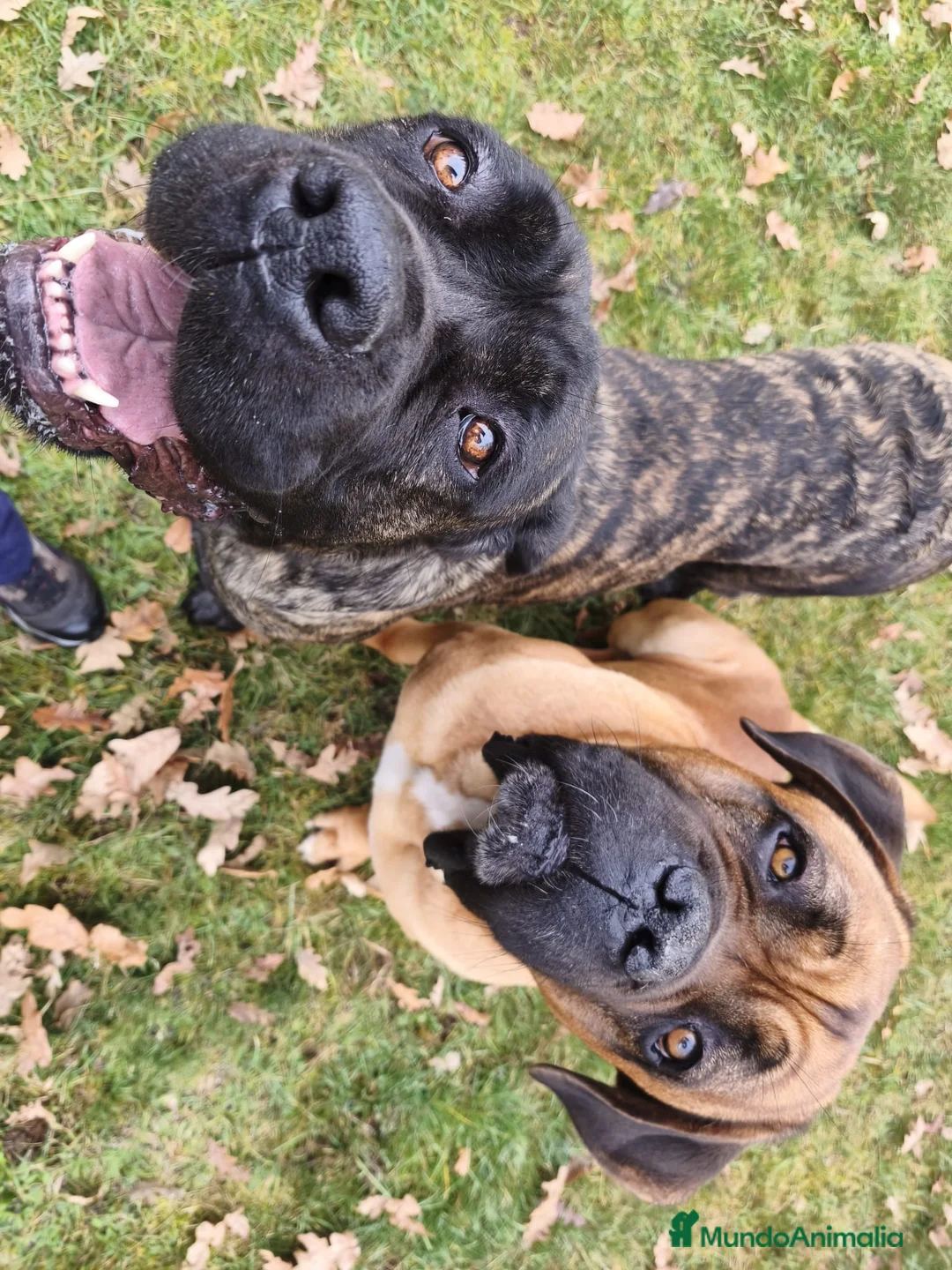 Cane Corso perros en venta: Espectacular Hembra Cane corso Atigrada  - Anuncio 2