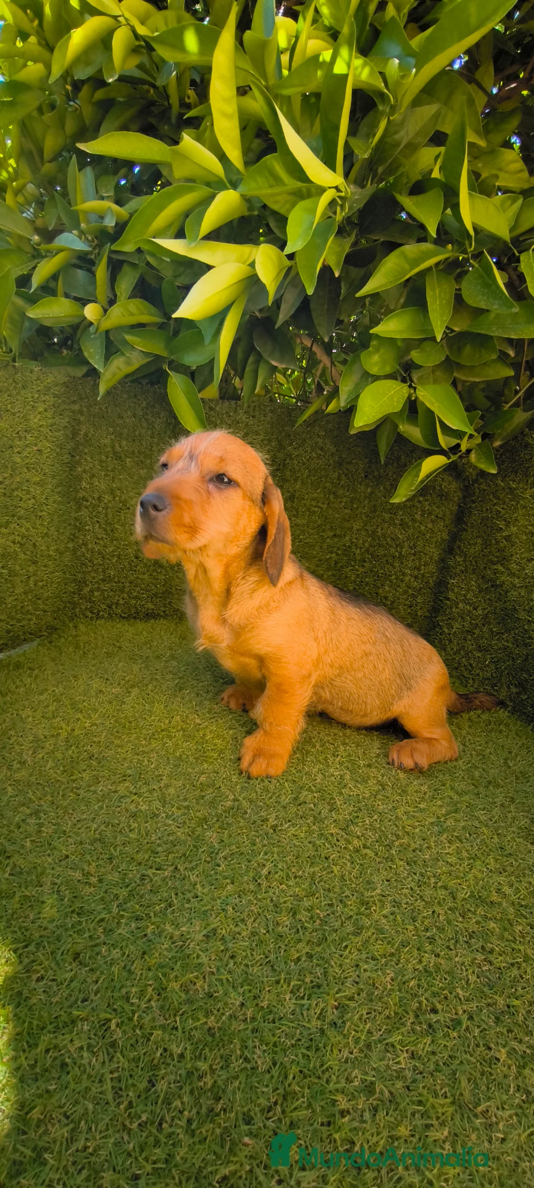 Teckel perros en venta: teckel pelo basto corto - Anuncio 2