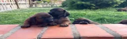Sabueso de Sangre de Baviera perros en venta: Camada sabuesos de Baviera  - Anuncio 4