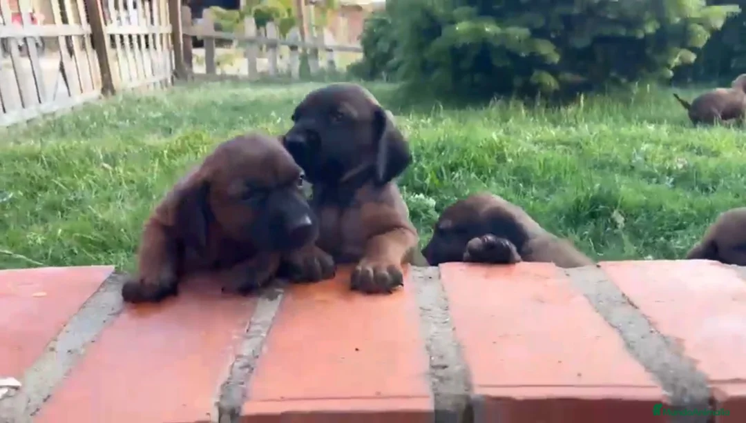 Sabueso de Sangre de Baviera perros en venta: Camada sabuesos de Baviera  - Anuncio 4