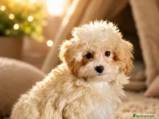 Maltipoo perros Maltipoo - Anuncio 1