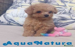 Caniche Toy perros en venta: Caniche Hembra 1 de Estela y King AQUANATURA - Imagen 7