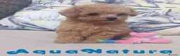 Caniche Toy perros en venta: Caniche Hembra 1 de Estela y King AQUANATURA - Anuncio 7
