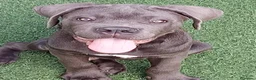 Cane Corso perros en venta: Cachorro de Cane Corso  - Anuncio 1