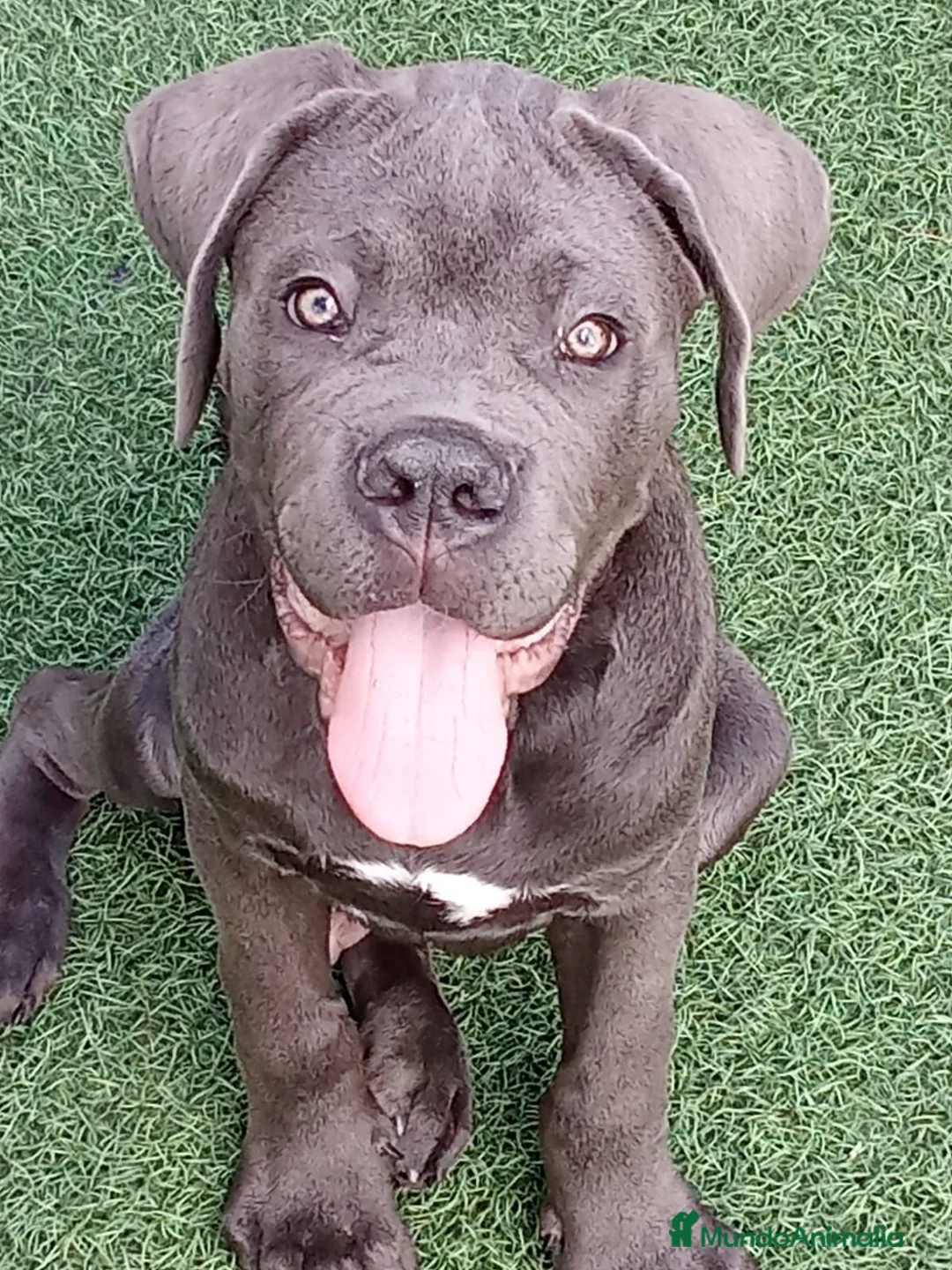 Cane Corso perros en venta: Cachorro de Cane Corso  - Anuncio 1