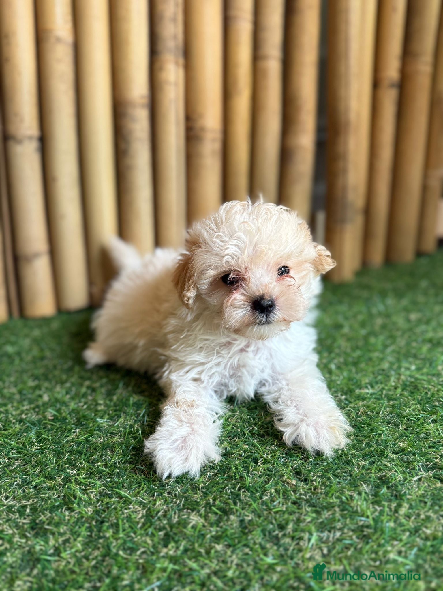 Maltipoo perros Maltipoo hembra  - Anuncio 1