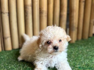 Maltipoo perros Maltipoo hembra - Anuncio 13