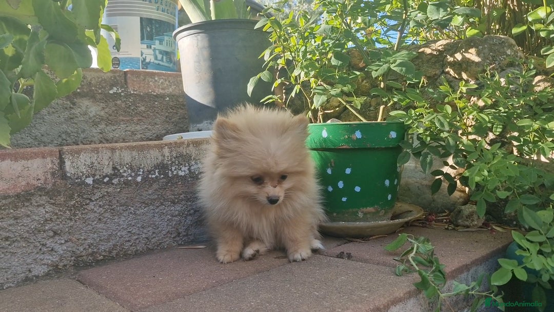 Pomerania perros en venta: Pomerania 50% línea rusa - Imagen 7
