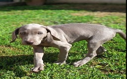 Weimaraner perros en venta: Cachorros braco de weimar - Imagen 1