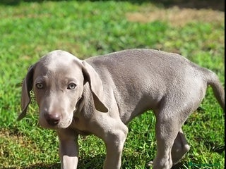Weimaraner perros - Anuncio 1
