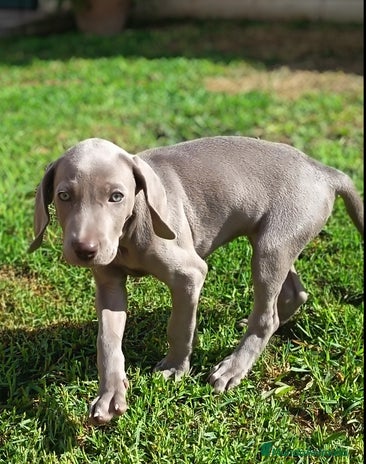 Weimaraner perros - Anuncio 1