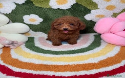 Caniche Toy perros en venta: Caniche Toy Rojo Hembra  - Imagen 2