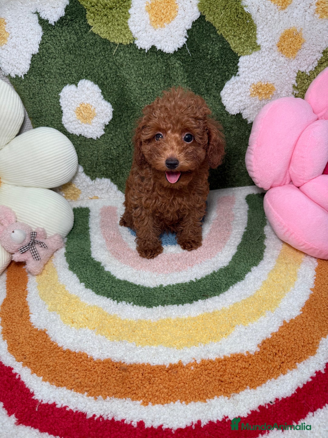 Caniche Toy perros en venta: Caniche Toy Rojo Hembra  - Imagen 2