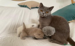 Británico de Pelo Corto gatos en venta: Camada british shortair y scottish fold  - Imagen 4