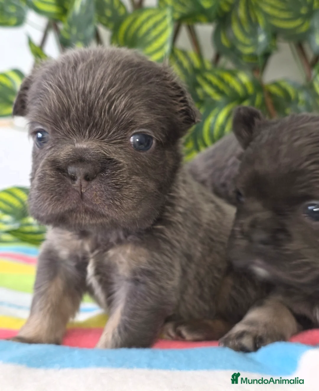 Bulldog Francés perros en venta: Bulldog francés  - Anuncio 7