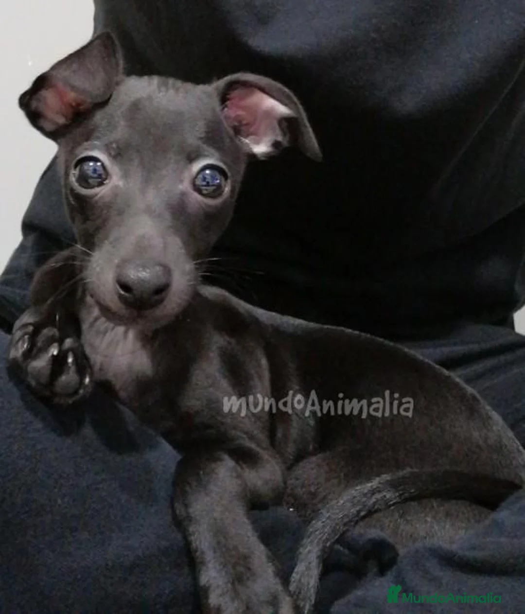 Imagen de galería {{count}}