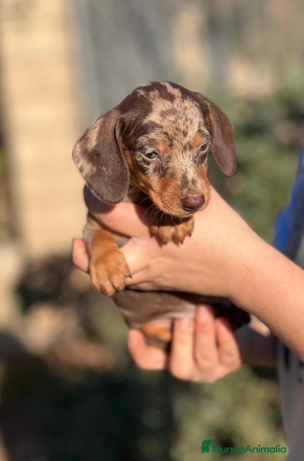 Teckel Miniatura perros TECKEL CHOCOLATE MERLE OJOS CLAROS! en Barcelona - Anuncio 22