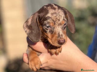 Teckel Miniatura perros TECKEL CHOCOLATE MERLE OJOS CLAROS! en Barcelona - Anuncio 17