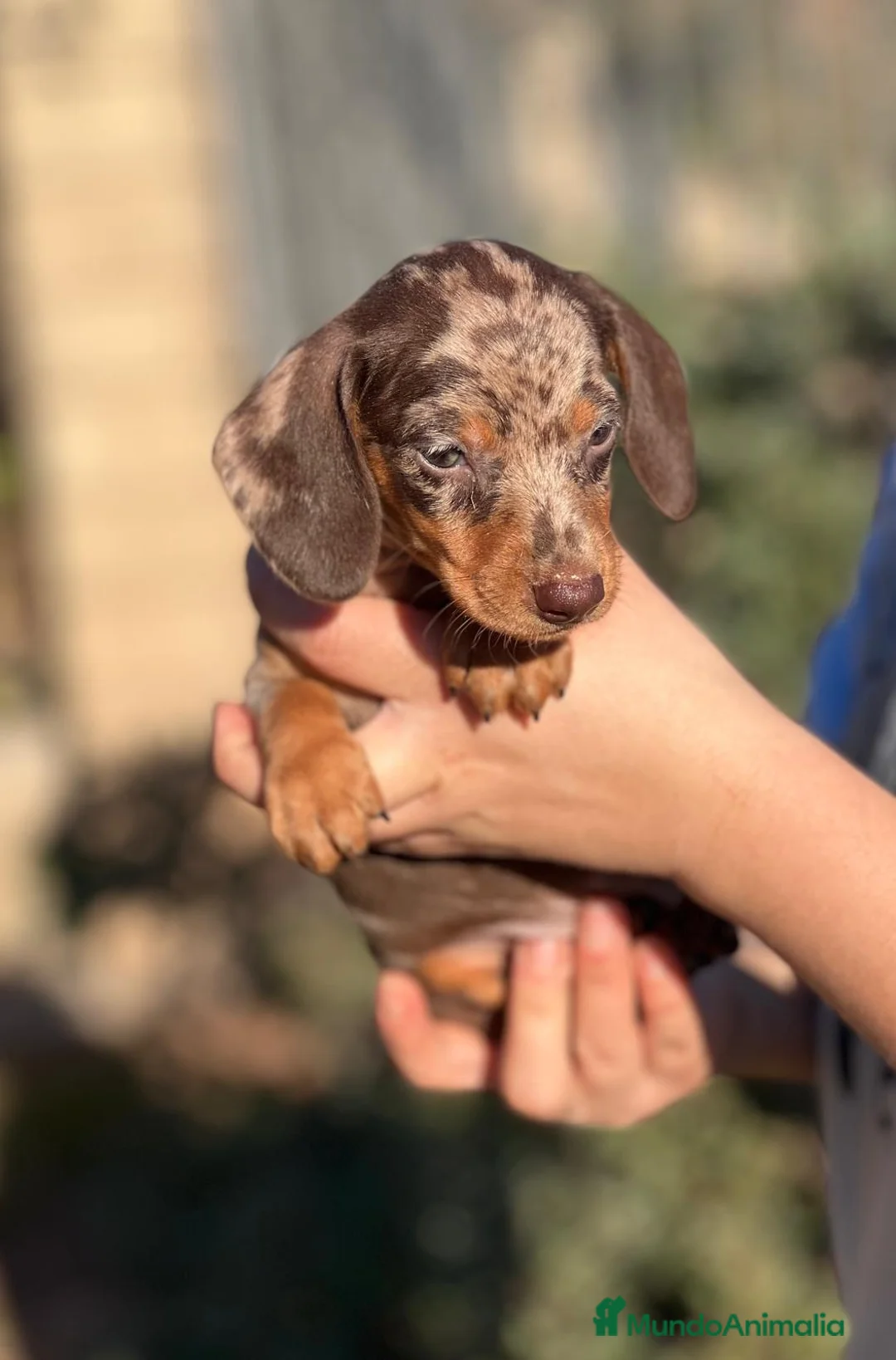 Teckel Miniatura perros en venta: TECKEL CHOCOLATE MERLE OJOS CLAROS! en Barcelona - Anuncio 1