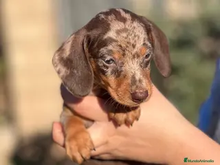 Teckel Miniatura perros TECKEL CHOCOLATE MERLE OJOS CLAROS! en Barcelona - Anuncio 19