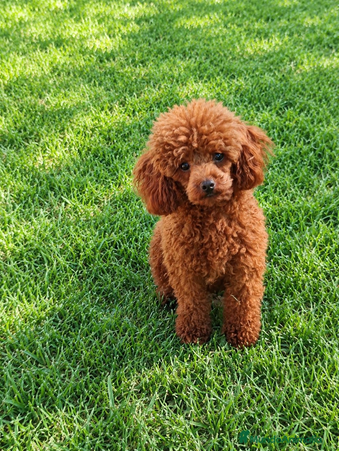Caniche Toy perros Caniche toy roja - Anuncio 1