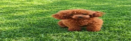 Caniche Toy perros en venta: Caniche toy roja - Anuncio 1