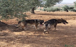 Perro Lobo Checoslovaco perros en venta: Perro lobo checoslovaco - Imagen 7