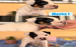 American Staffordshire-Terrier perros en venta: American Stafford  - Imagen 5